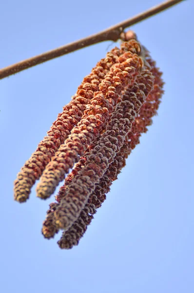 Alder Blossom Primer Plano Disparo —  Fotos de Stock