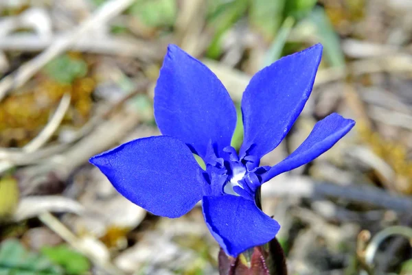 Gyönyörű Kék Encián Virág Tavaszi Rét — Stock Fotó