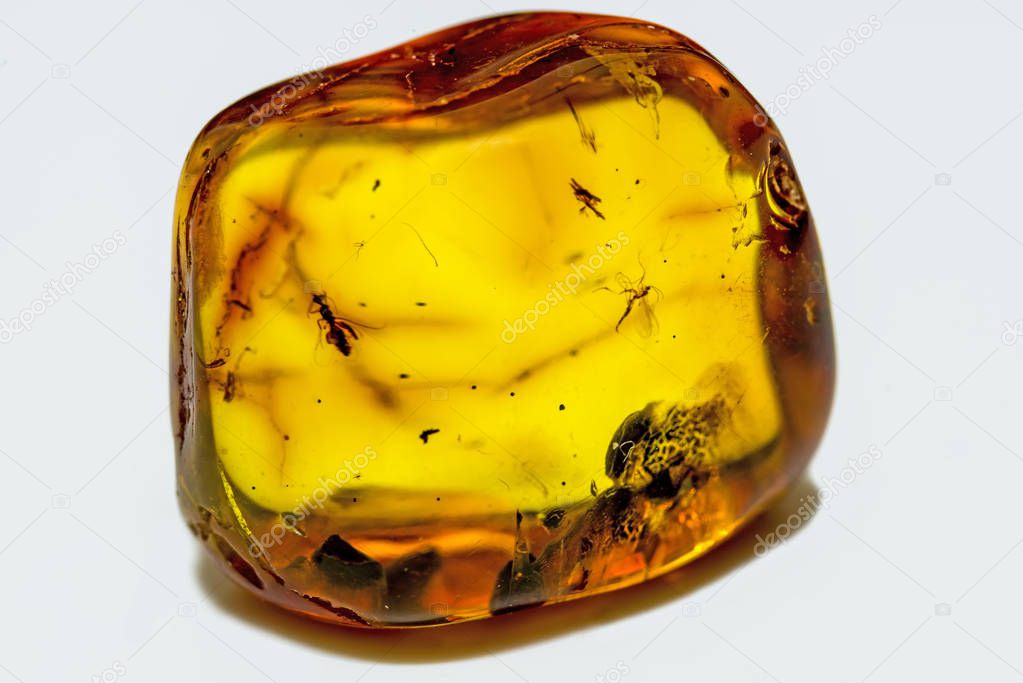 Amber With Embedded Insects close up