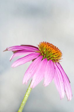 Koni çiçeği, Echinacea Purpurea yakın atış