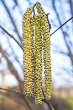 Fındık Bloom yakın atış