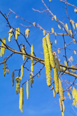 Fındık Bloom yakın atış