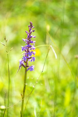 Alman vahşi orkide, güzel kokulu orkide, gymnadenia conopsea
