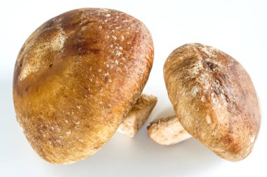 lezzetli ve organik Shiitake mantar Close-Up