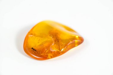 Amber ile katıştırılmış böcekler yakın çekim