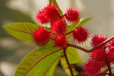 Castor-Oil Plant With Bolls close up shot clipart