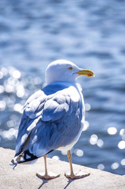 close-up of European herring gull at sea background clipart