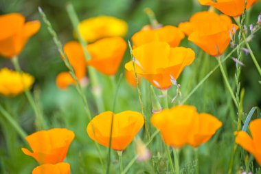 Kaliforniya haşhaş çiçekleri yakın atış