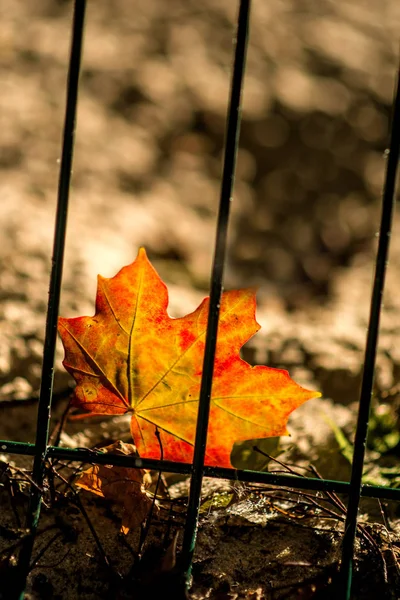 Foglia Acero Dipinta Autunno Dietro Recinzione — Foto Stock