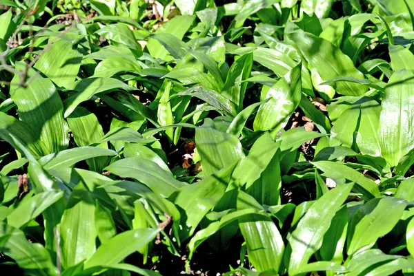 Ajo Silvestre Bosque Alemán — Foto de Stock