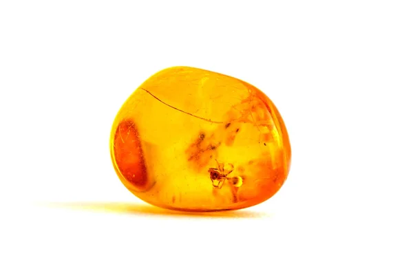 Amber Embedded Insects Close — Stock Photo, Image