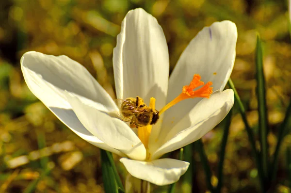 Crocus Flor Primavera Alemanha — Fotografia de Stock