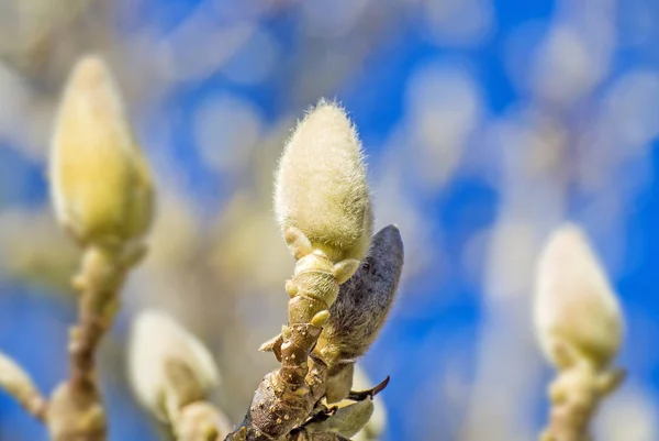 Magnolienknospen Winter Aus Nächster Nähe — Stockfoto