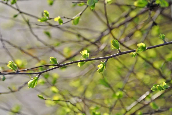 Ung Mjuk Grön Springtime Närbild Skott — Stockfoto