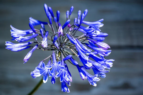 美しい色の花のクローズ アップ — ストック写真