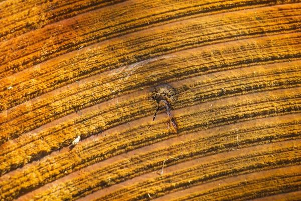 Detailní Foto Staré Pily Sleduje Stromě — Stock fotografie