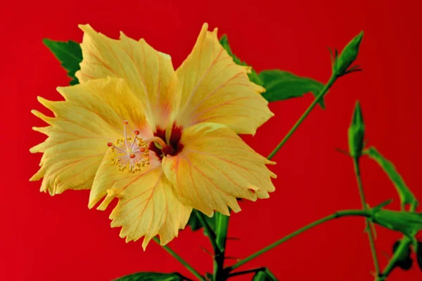 Close Flor Hibisco Amarelo Bonito Fundo Vermelho — Fotografia de Stock