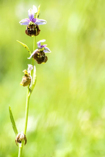 Orchidée Sauvage Allemande Araignée Orchidée Tardive Ophrys Fuciflora — Photo