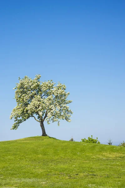 Árvore Maçã Florescendo Com Céu Azul — Fotografia de Stock