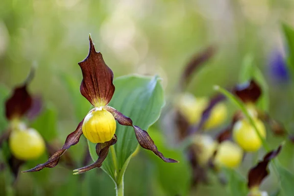 Gros Plan Belle Fleur Couleur — Photo