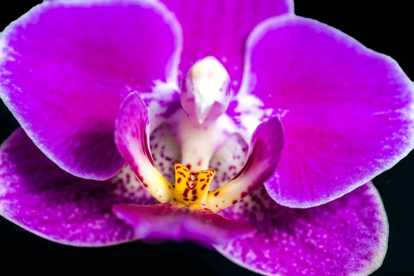 Arka Plan Üzerinde Güzel Pembe Blooming Çiçek Close — Stok fotoğraf