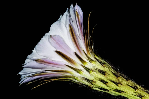 背景に美しい白い咲く花のクローズ アップ — ストック写真