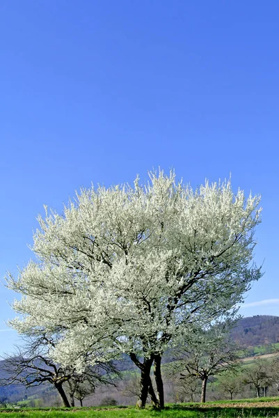 Blomma Pear Tree Himmel Bakgrund — Stockfoto