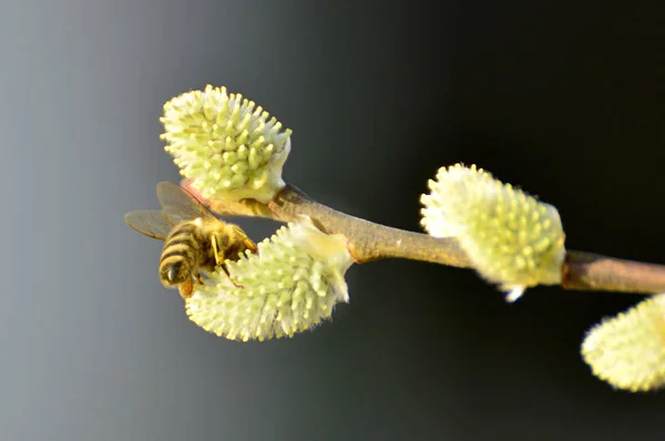 Willow Blossom Primer Plano Disparo —  Fotos de Stock