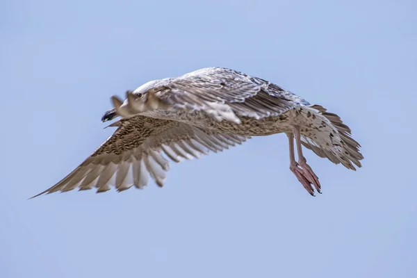 Close European Herring Gull Flying Sea Harbor — Stock Photo, Image