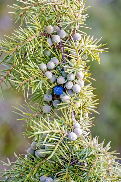 Juniper Berries Close Tiro — Fotografia de Stock