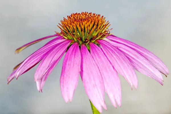 Kegel Bloem Echinacea Purpurea Close Shot — Stockfoto