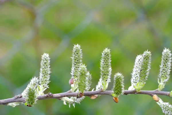 Gemme Albero Primavera Close Shot — Foto Stock