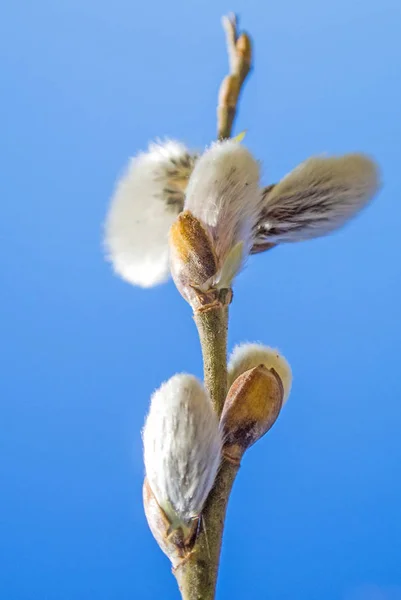 Willow Blossom Primer Plano Disparo — Foto de Stock