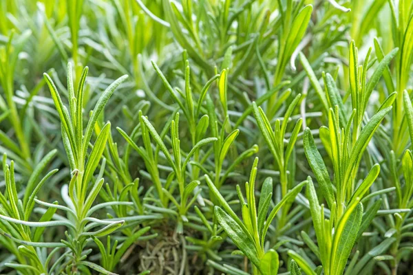 Lavendel Jonge Planten Teelt — Stockfoto