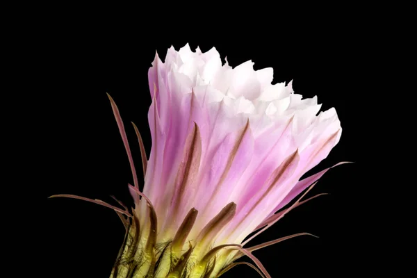 Bloeiende Cactus Van Eyriesii Van Echinopsis Donkere Achtergrond — Stockfoto