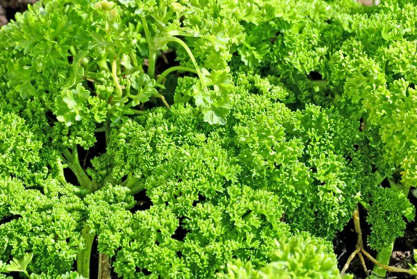 Petersilie Garten Sonnigen Tagen Anbauen — Stockfoto