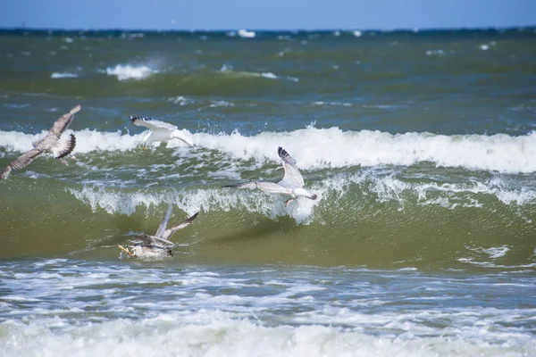 Άγριο Ευρωπαϊκό Γλάροι Ρέγγα Στη Βαλτική Θάλασσα Κύματα — Φωτογραφία Αρχείου