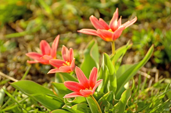 Fundo Floral Com Flores — Fotografia de Stock