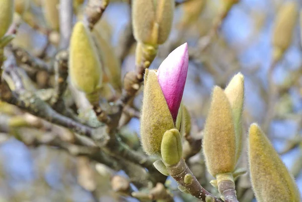 Brotes Magnolia Poco Antes Floración — Foto de Stock