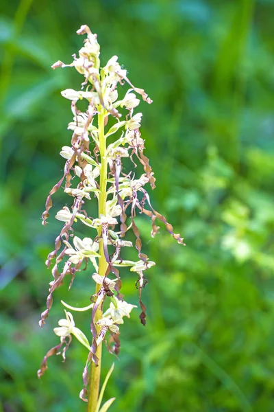 Német Vad Orchidea Orchidea Gyík Himantoglossum Hircinum — Stock Fotó