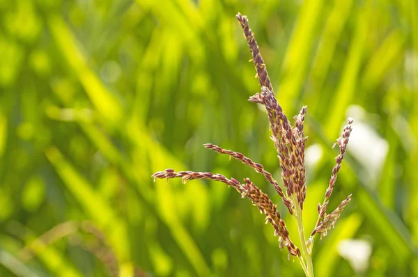 Flores Maíz Ecológicas Campo Verde — Foto de Stock