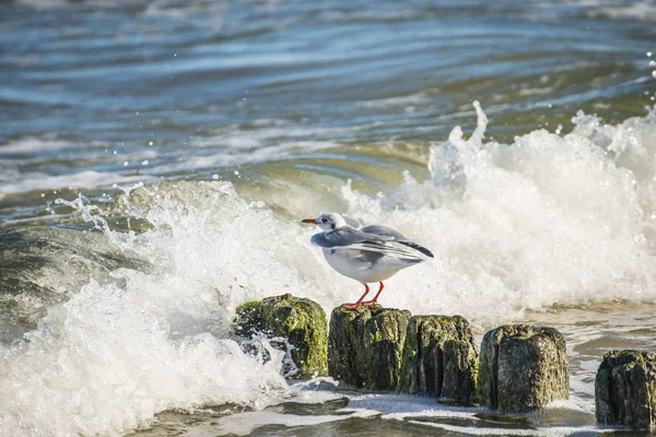 Mouette Tête Noire Sur Groynes Dans Mer Baltique — Photo