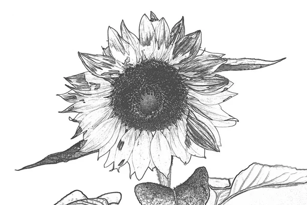 Beautiful Sunflower Close Shot — Stock Photo, Image