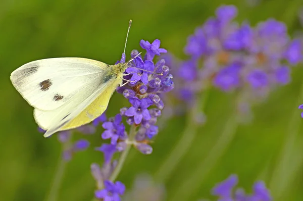 Kool Vlinder Lavendel Bloem — Stockfoto