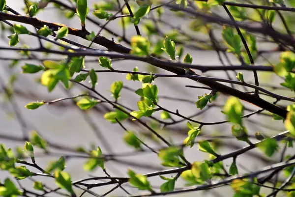 Joven Suave Verde Primavera Tiro Cerca —  Fotos de Stock