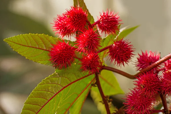 Castor Oil Plant Bolls Close Shot — Stock Photo, Image