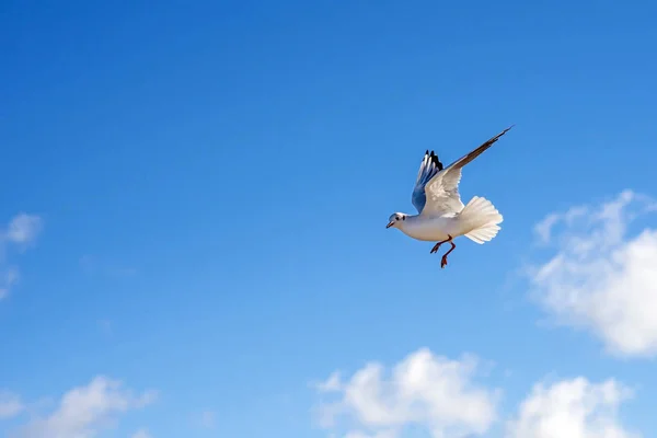 Voando Gaivota Cabeça Preta — Fotografia de Stock