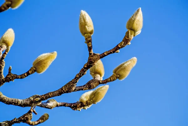 Magnolia Buds Hiver Gros Plan — Photo