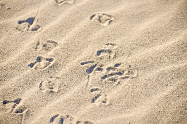 Gull Tracks Sand Gros Plan — Photo