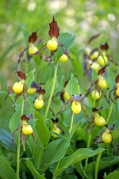 Incroyable Fleurs Couleur Gros Plan — Photo